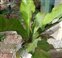 Taxonomic plant kingdom, Anthurium hookerii