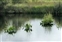 Cardiganshire, Alisma plantago-aquatica