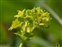 Taxonomic plant kingdom, Alchemilla xanthochlora