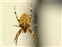 Araneae, Araneus diadematus