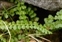 The Spleenwort family, Aspleniaceae, Asplenium viride