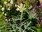 The Poppy family, Papaveraceae, Argemone subfusiformis
