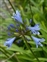 Pale blue flowers, Agapanthus sp.