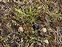 Monmouthshire, Arenaria serpyllifolia