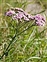 West Gloucestershire, Achillea millefolium