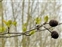 The Birch family, Betulaceae, Alnus cordata