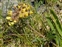 South Kerry, Anthyllis vulneraria
