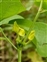 Piperales, Aristolochia clematitis