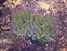 Actiniaria, Anemonia sulcata