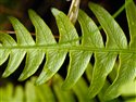 Blechnum spicant