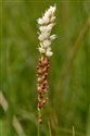 Bistorta vivipara