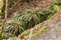 Blechnum spicant