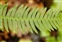 Wild-growing plants and fungi of the British Isles, Blechnum spicant