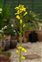 Taxonomic plant kingdom, Brassica juncea