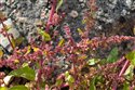 Chenopodium polyspermum