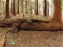 Coastal Redwood fallen - re-growing