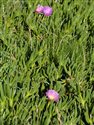 Carpobrotus edulis