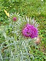 Musk Thistle (guest image)