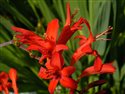 Crocosmia