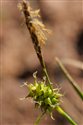 Carex demissa
