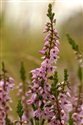Calluna vulgaris