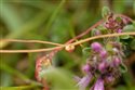 Cuscuta epithymum