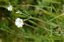 Cerastium x maureri