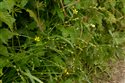 Carex divulsa