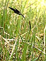 Carex nigra agg.