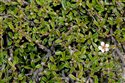 Cotoneaster integrifolius