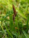 Carex caryophyllea