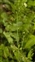 Wild-growing plants and fungi of the British Isles, Capsella bursa-pastoris