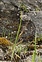 Dark flowers, Carex flacca