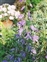 The Bellflower family, Campanulaceae, Campanula bononiensis