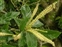 The Beech family, Fagaceae, Castanea sativa