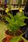 Plant, Cypripedium calceolus