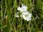 Inflorescence, Cerastium x maureri