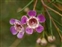 Purple flowers, Chamelaucium uncinatum