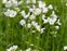 White flowers, Cardamine pratensis