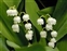 White flowers, Convallaria majalis