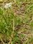North Somerset, Conopodium majus
