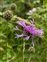North Somerset, Centaurea scabiosa