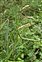 Poales, Carex pendula