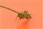 Inflorescence, Carex pilulifera