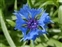 The Daisy family, Asteraceae, Centaurea cyanus