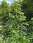 West Kent, Conium maculatum