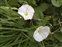 Taxonomic plant kingdom, Convolvulus arvensis