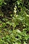 Buckinghamshire, Cephalanthera damasonium