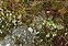 Wild-growing plants and fungi of the British Isles, Cladonia coccifera