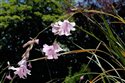 Dierama latifolium